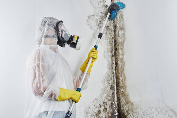 Best Commercial Mold Remediation in Yorktown Heights, NY