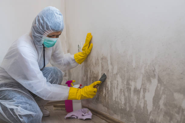 Best Industrial Mold Remediation in Yorktown Heights, NY